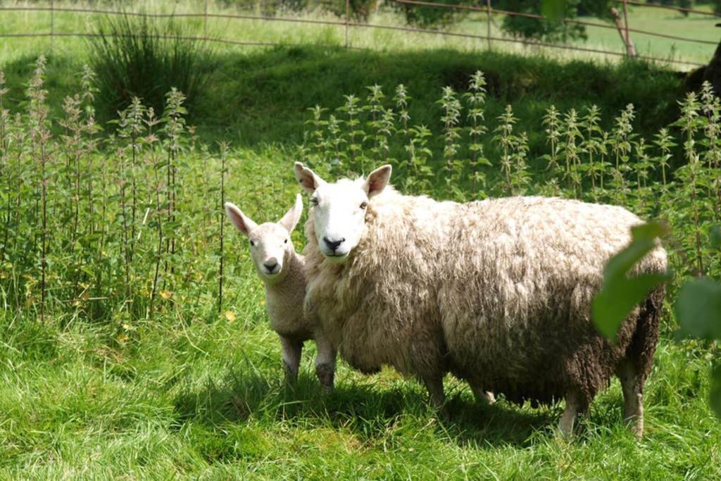 Kestrel Farmhouse Llandovery Luaran gambar